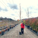 Javor freemanov (Acer freemanii) ´AUTUMN BLAZE´® - výška 350-380 cm, obvod kmeňa 6/8 cm, kont. C18L